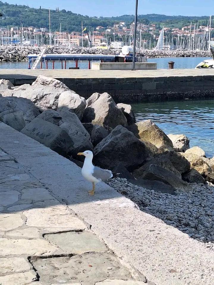 Vanilla Izola Εξωτερικό φωτογραφία